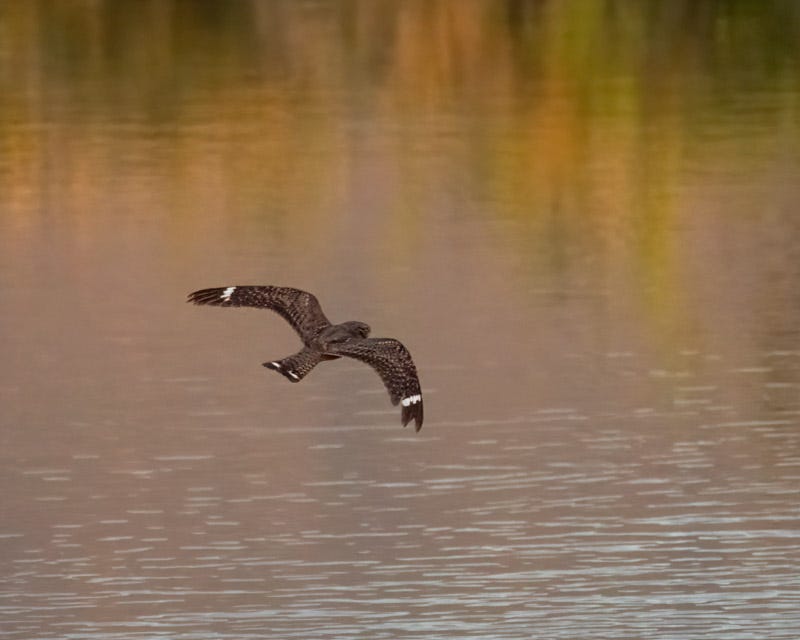 20250524-AguaCaliente-444-Edit.jpg 20250524-AguaCaliente-444-Edit.jpg