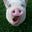 TruffleHog's avatar