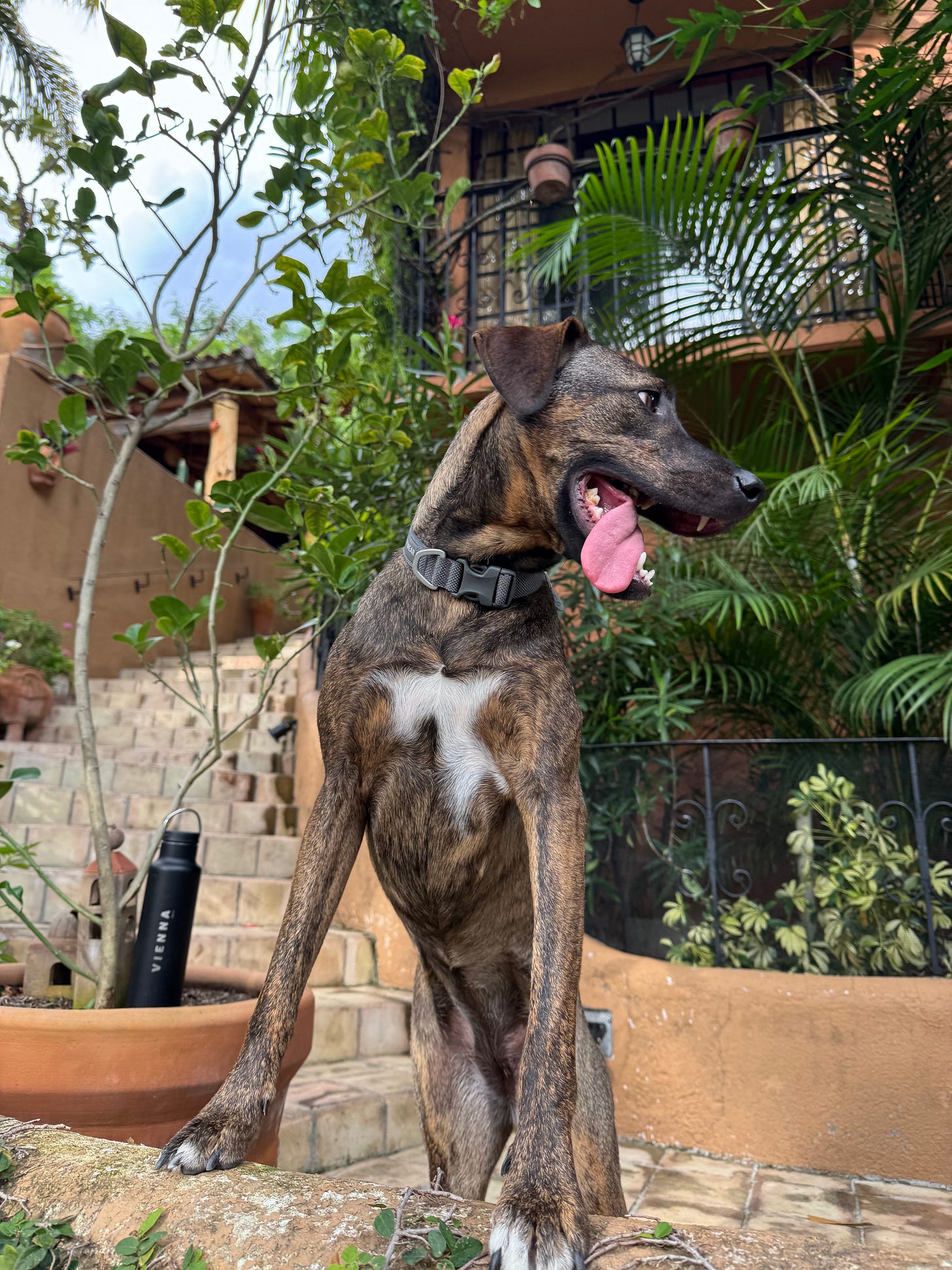 A happy dog.