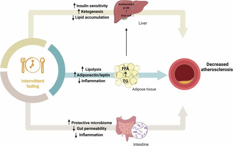 Intermittent fasting favorably modulates adipokines and potentially  attenuates atherosclerosis - ScienceDirect