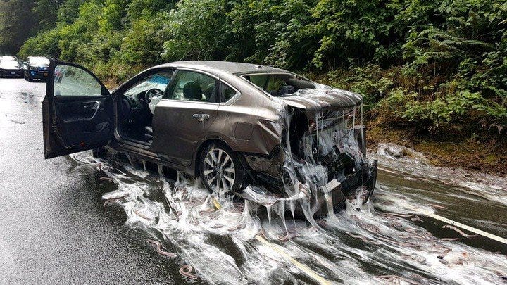 A car is covered in hagfish, and slime, after an accident on Highway 101.
