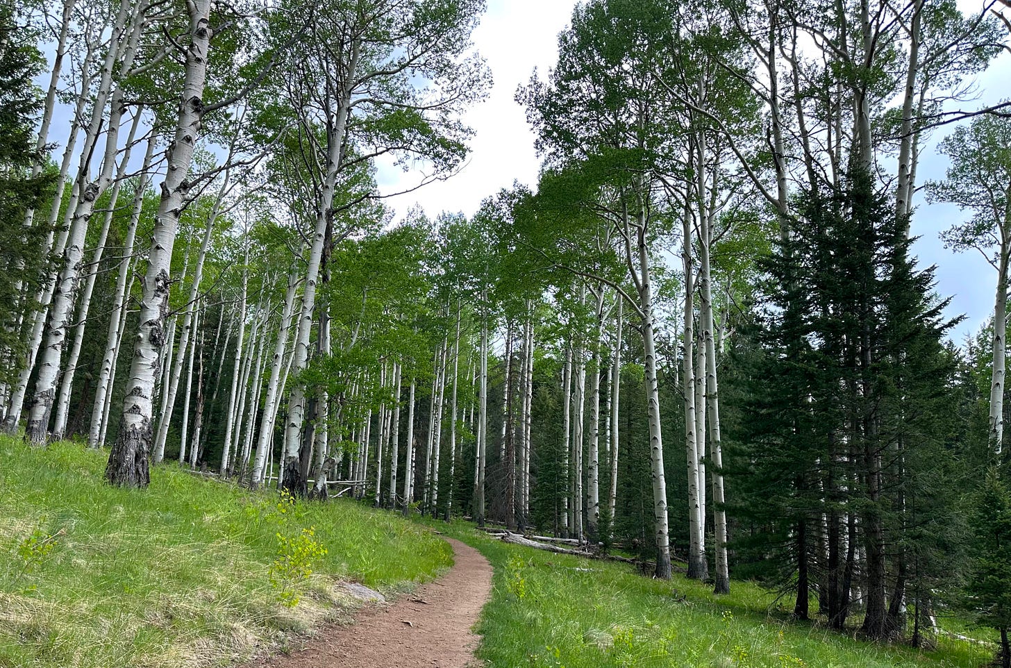 aspen grove on the Kachina Trail