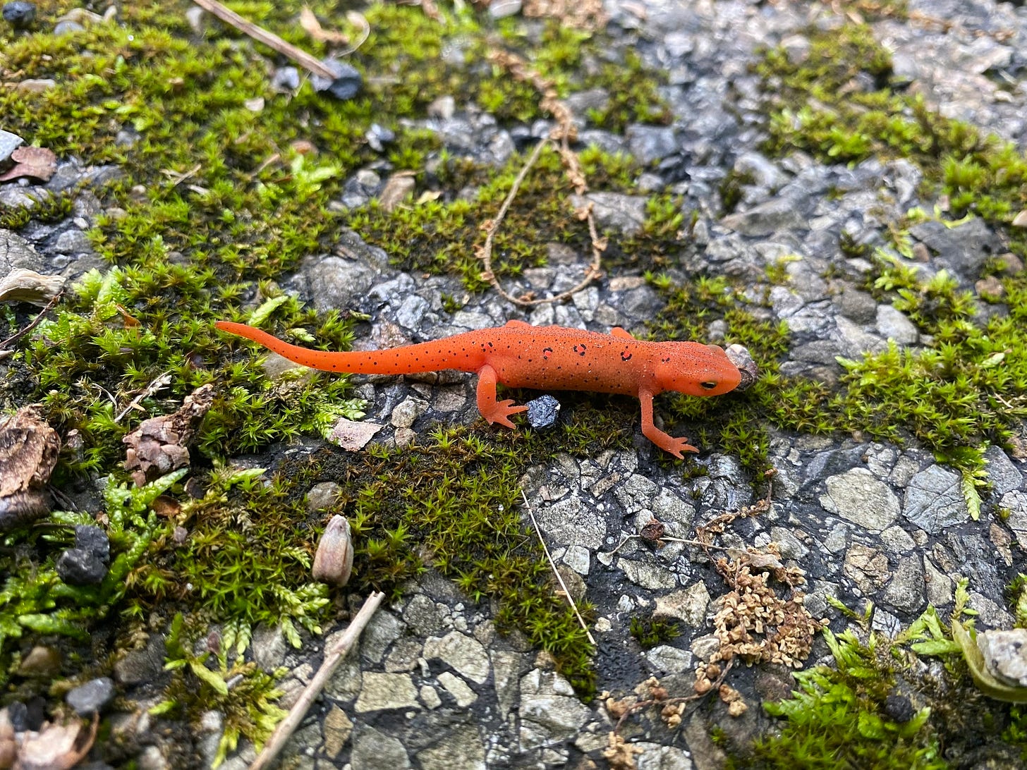 a neon-orange salamander sitting on moss and rocks. a neon-orange salamander sitting on moss and rocks.