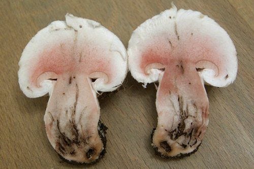 This may contain: two white mushrooms sitting on top of a wooden table next to each other with brown spots
