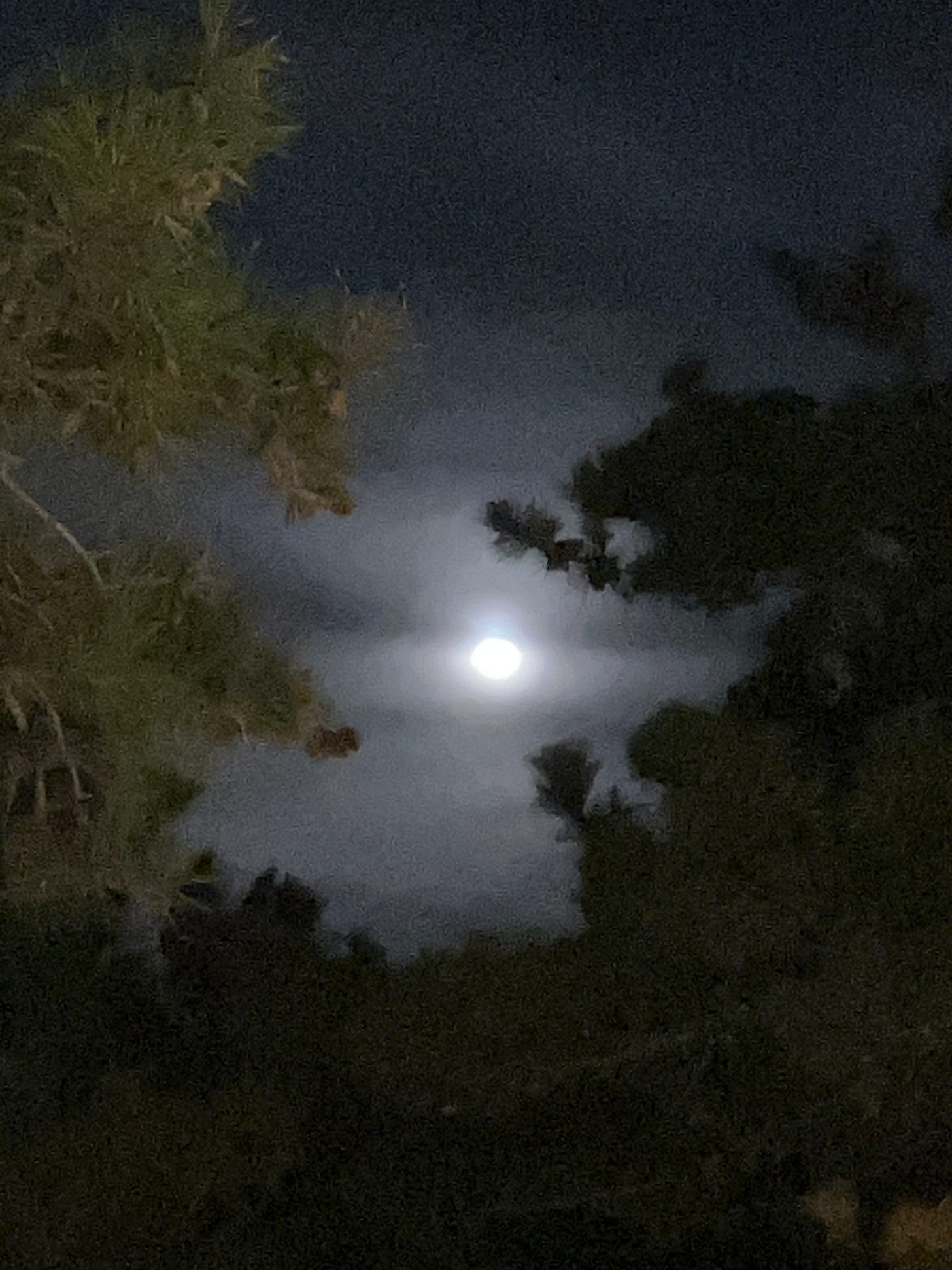 photo of night sky with dark trees and cloud-covered moon 