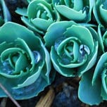 deNutrients - News to Use