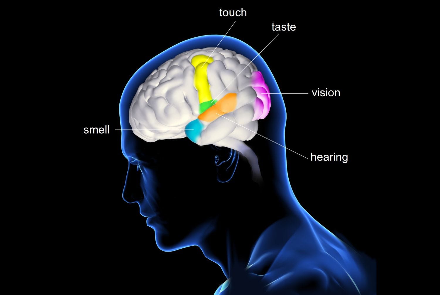 How Your Senses Guide Every Food Decision You Make