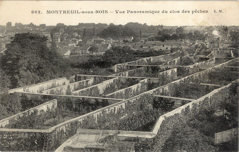 Fruit Walls: Urban Farming in the 1600s - LOW-TECH MAGAZINE