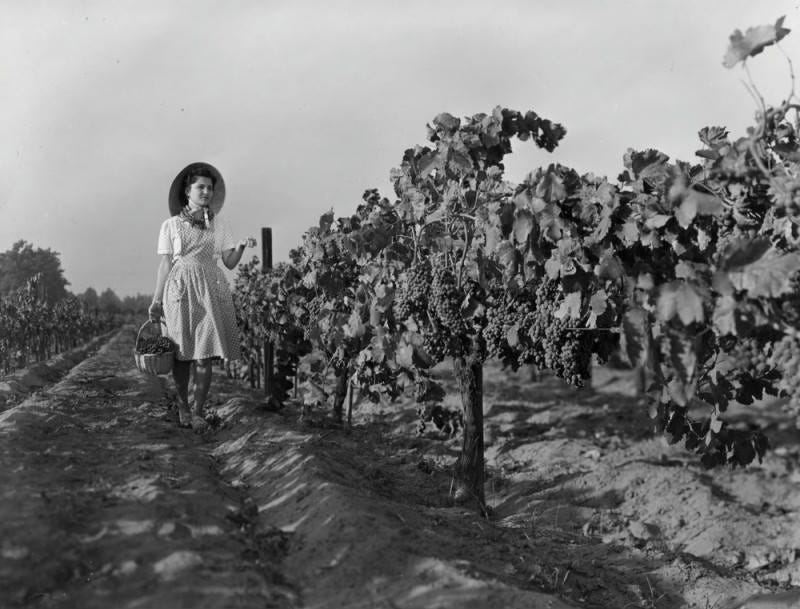 A woman in a polka dot dress harvests grapes in the Cucamonga Valley vineyards, 1948. Public domain.