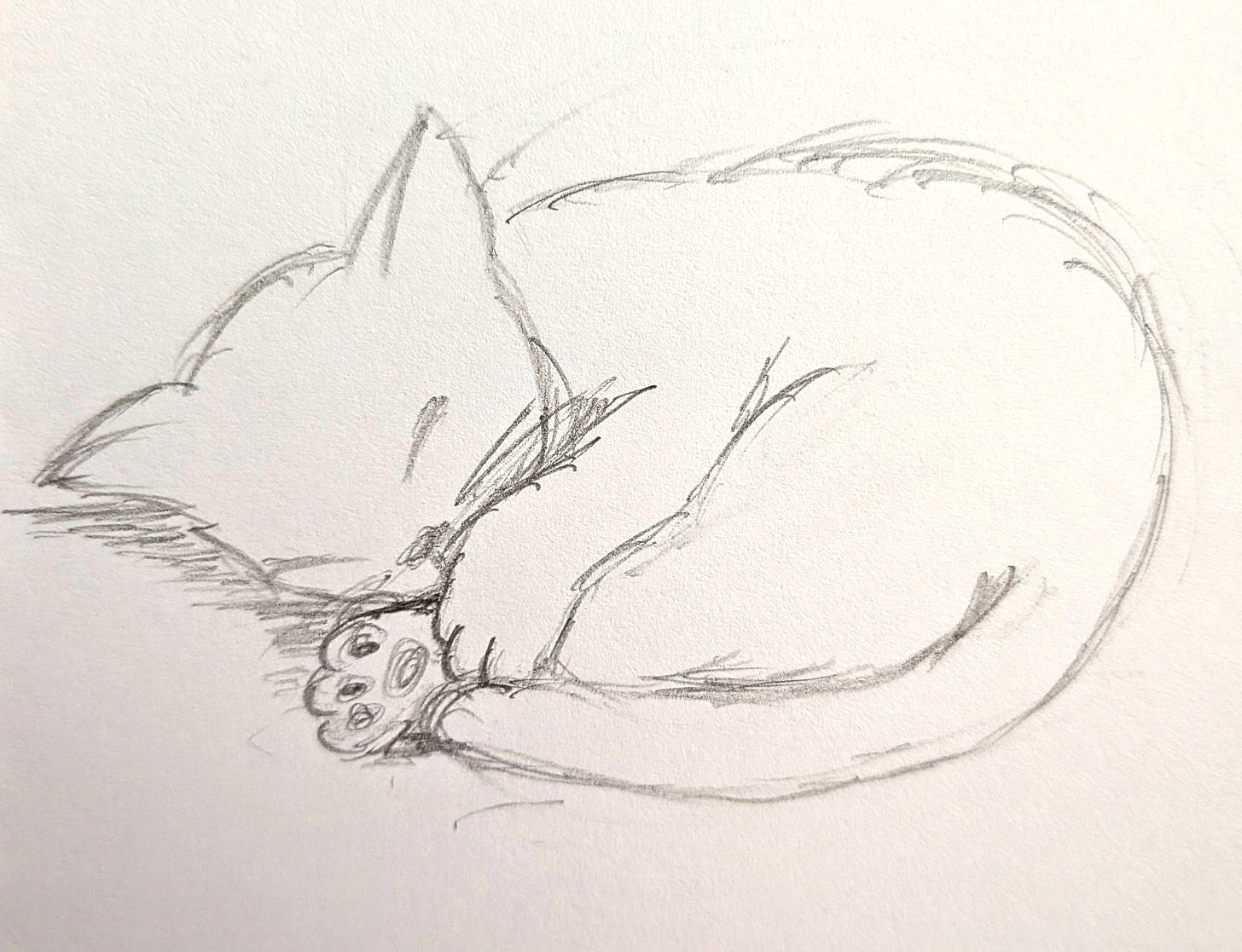Hand-drawn sketch of a sleeping cat, curled up Hand-drawn sketch of a sleeping cat, curled up