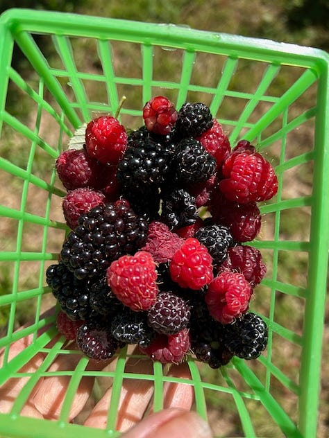Berries in a basket, green vegetables growing, a baby artichoke, a plum in a tree, and a dozen brown eggs in a refrigerator case.
