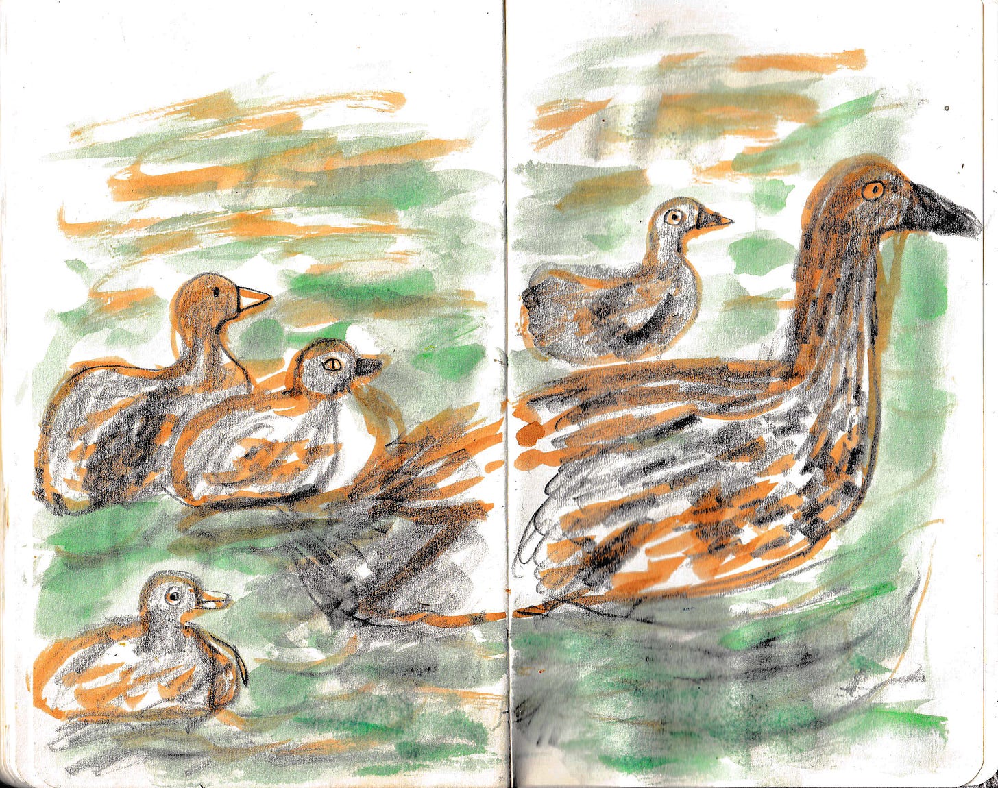 swimming ducks illustrated by Beth Spencer