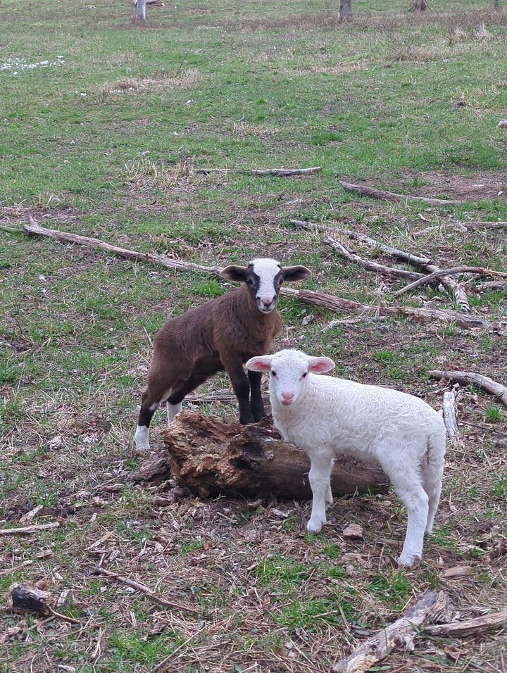 Chores are "routine," and that's the beginning and the end of routine on the homestead