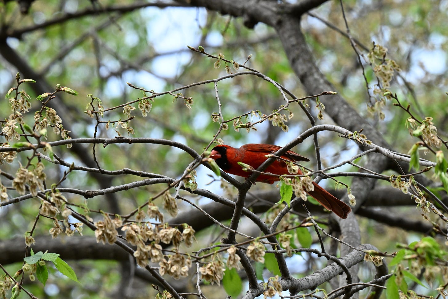 Male cardinal picking flowers off a tree branch