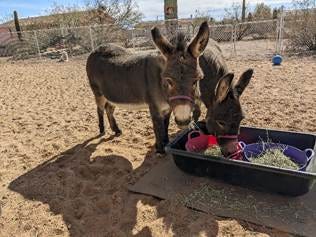 Two donkeys eating out of a container

AI-generated content may be incorrect.