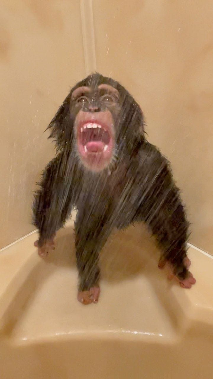 This may contain: a monkey is sitting on the edge of a bathtub and has it's mouth open This may contain: a monkey is sitting on the edge of a bathtub and has it's mouth open