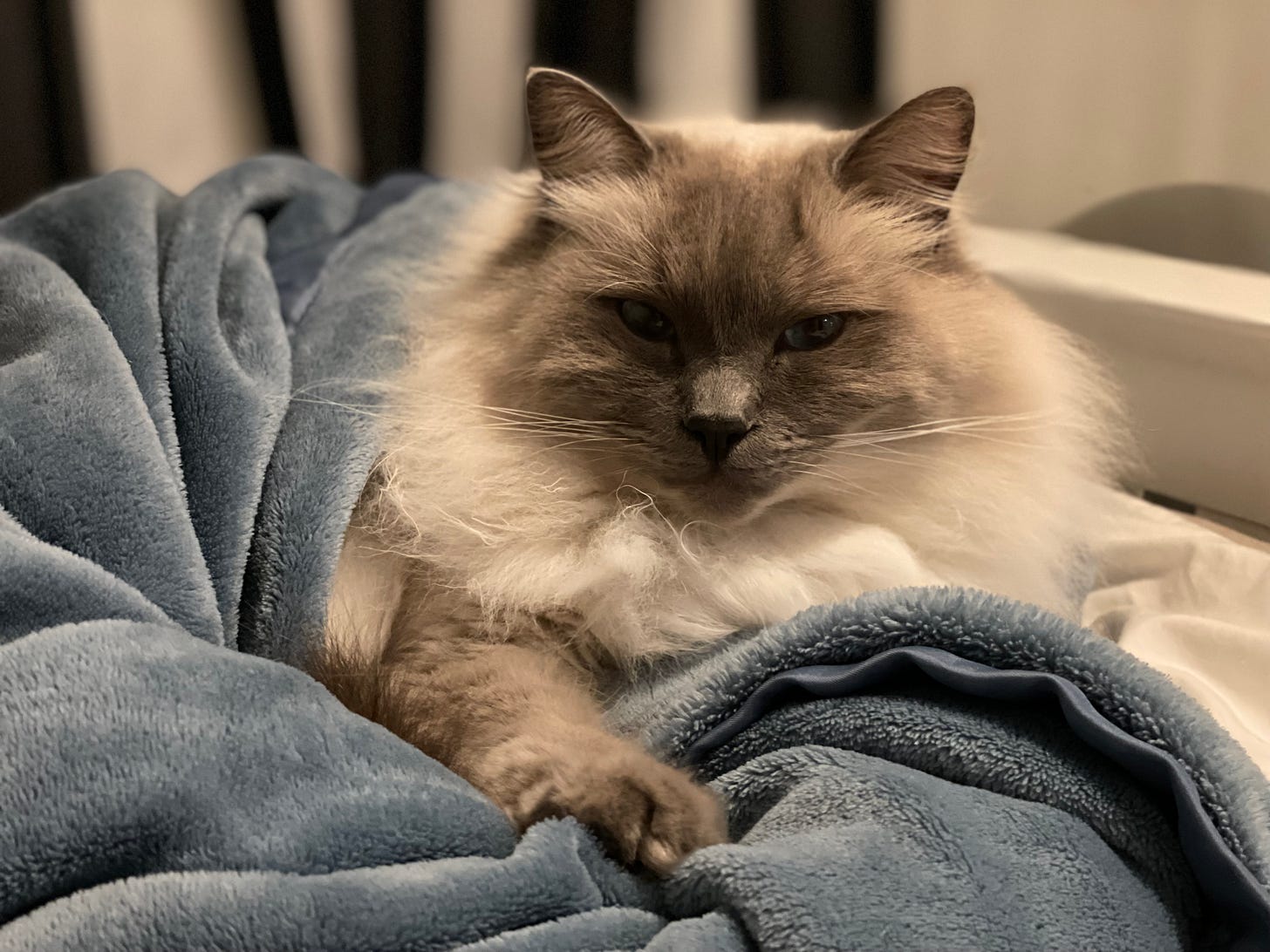 A white and gray long-haired cat reclines in a blanket. It looks relaxed and has blue eyes. A white and gray long-haired cat reclines in a blanket. It looks relaxed and has blue eyes.