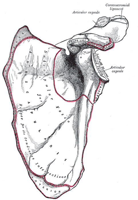 https://upload.wikimedia.org/wikipedia/commons/4/41/Gray202.png