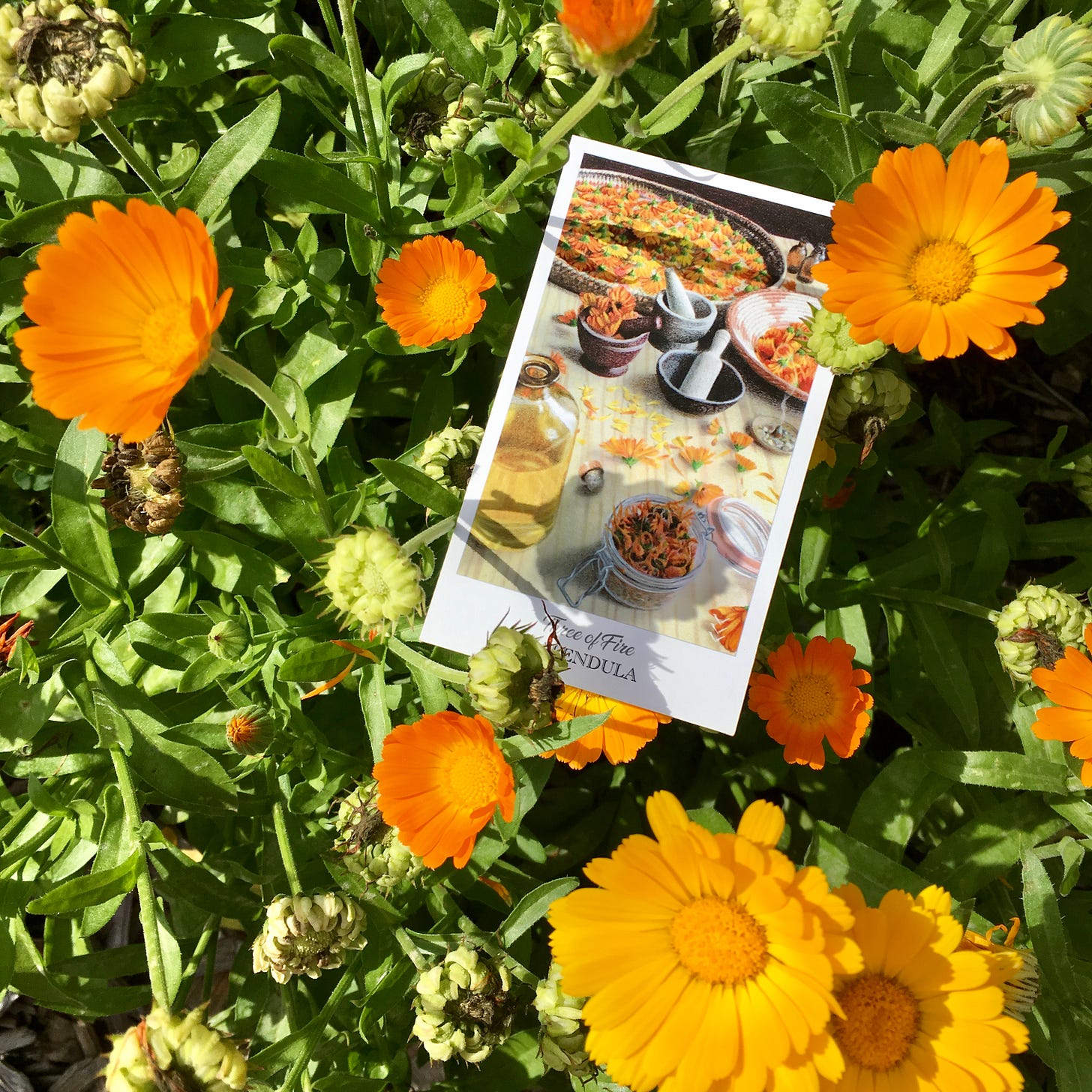 Calendulas in the garden and on the Three of Fire. Calendulas in the garden and on the Three of Fire.