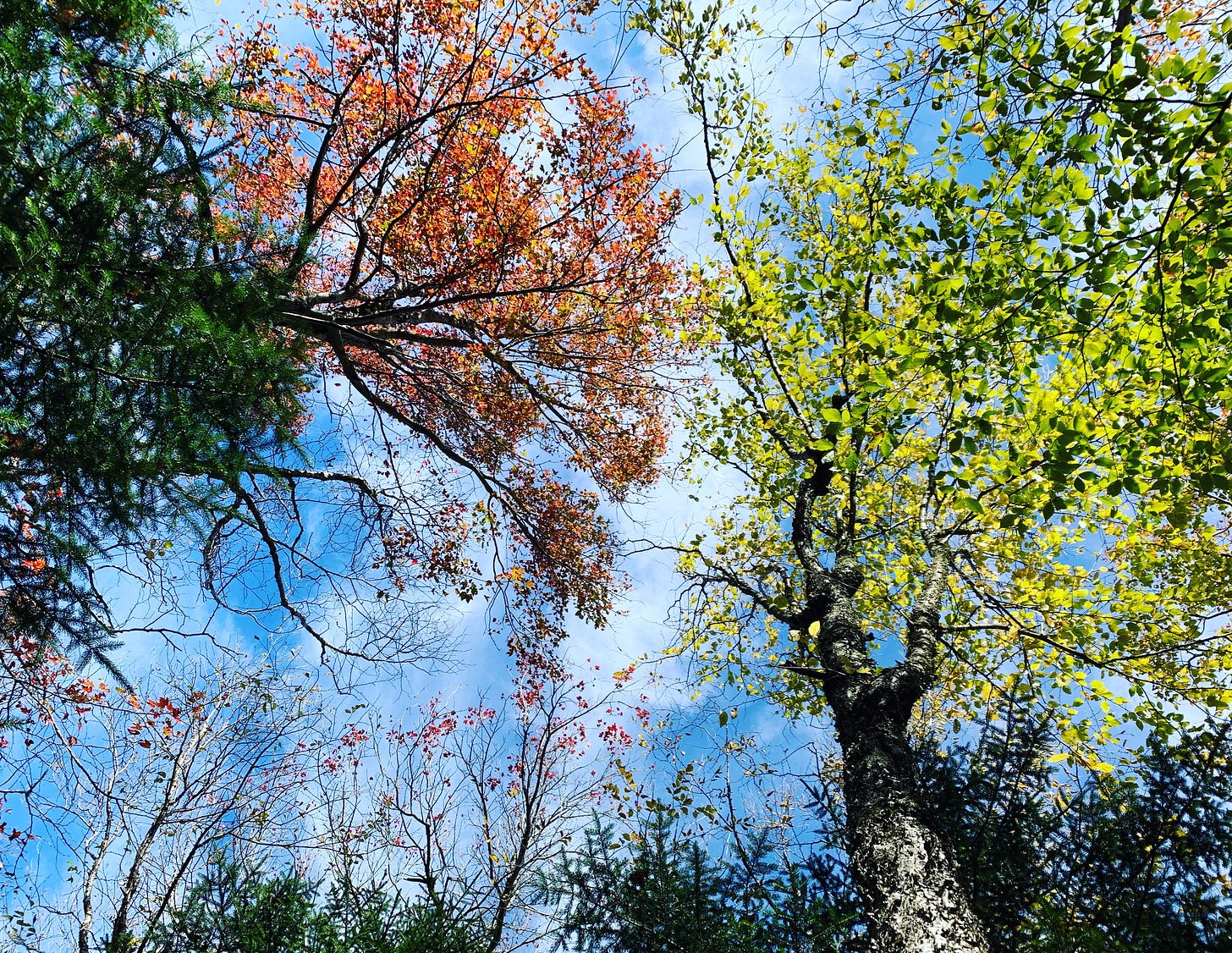 A circle of trees viewed from below, with blue sky coming through