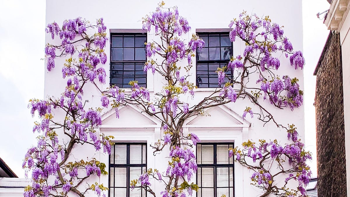 Wisteria Season in London: A Slow Walk Through the Most Beautiful Streets  Right Now