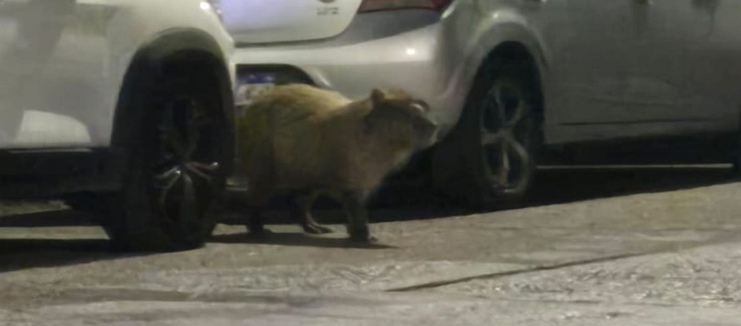 Imagen de la noticia: Cómo terminó la historia del carpincho en calle Alsina