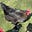 Quilts, Stoles, Chickens's avatar