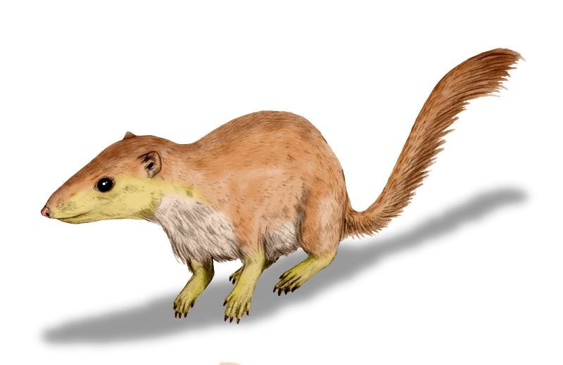 Scientific reconstruction of Purgatorius, a small tree-dwelling mammal that lived shortly after the Chicxulub asteroid impact. Often considered one of the earliest known primate relatives, Purgatorius had grasping limbs and adaptations for climbing, representing a possible early branch of the lineage that would eventually give rise to monkeys, apes, and humans.