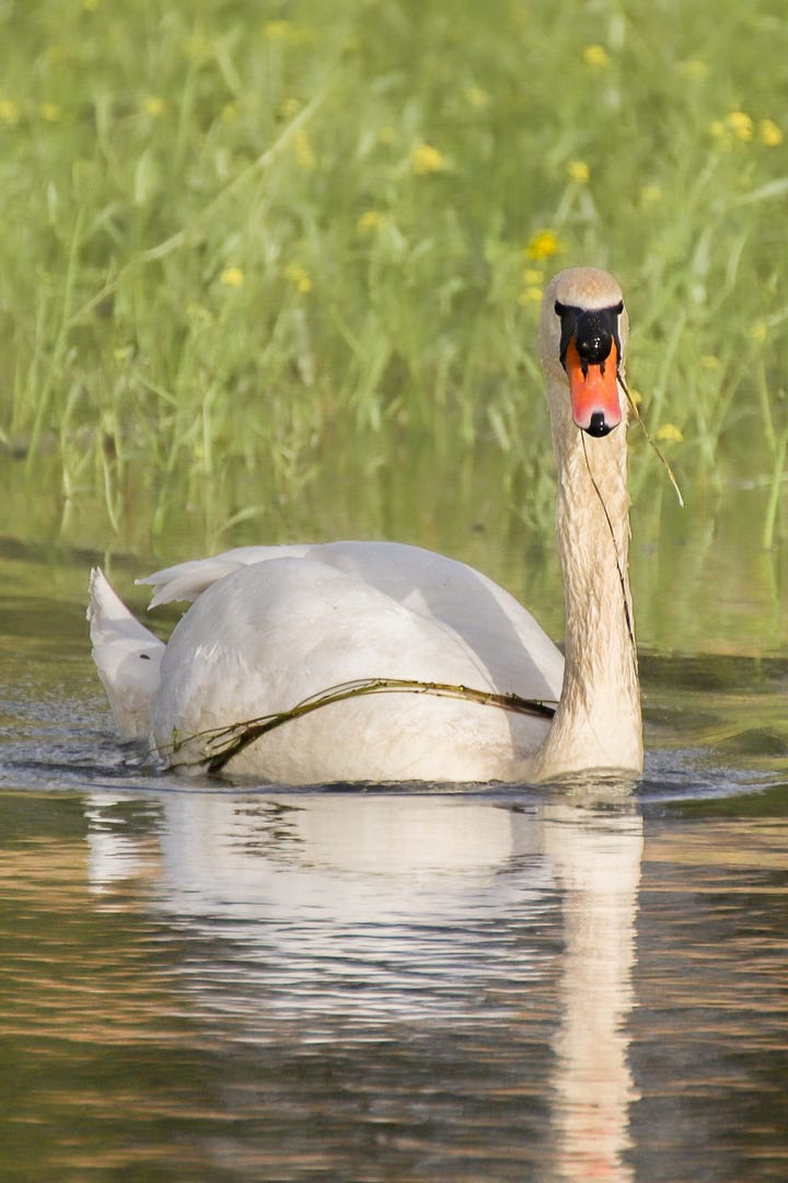 Mute Swan