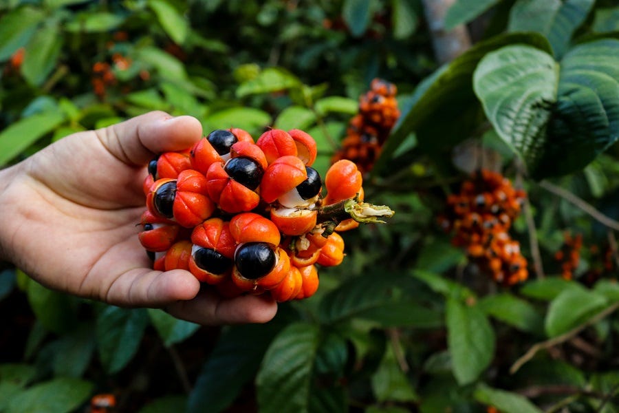 AGM lança estudo com diagnóstico da cadeia produtiva do guaraná mauesense –  Idesam