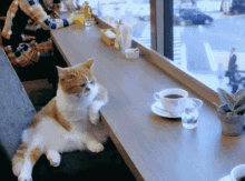 a cat sits at a table with a cup of coffee and a glass of water a cat sits at a table with a cup of coffee and a glass of water