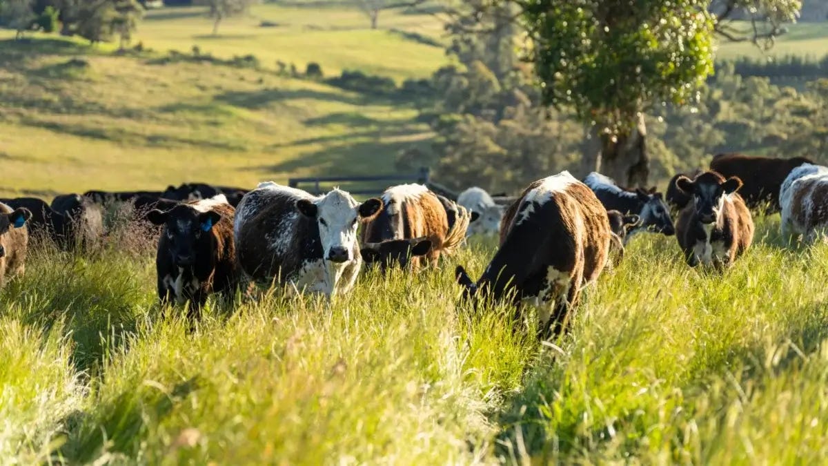 Get Started With Regenerative Grazing: 5 Recommendations