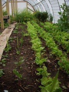 Toshi grows herbs and beautiful greens just outside the back door