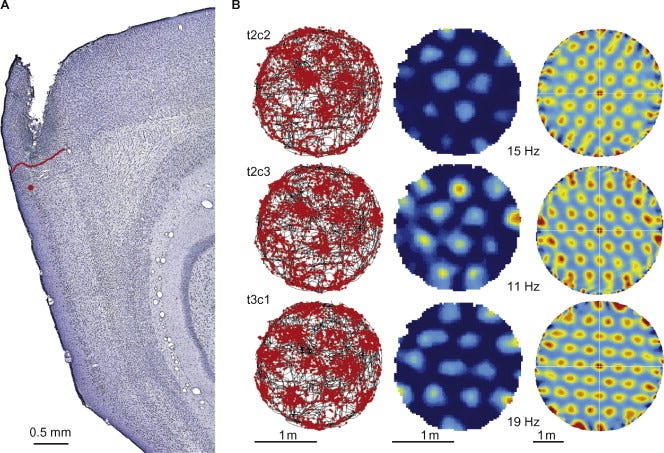 Grid cells in the entorhinal cortex Grid cells in the entorhinal cortex