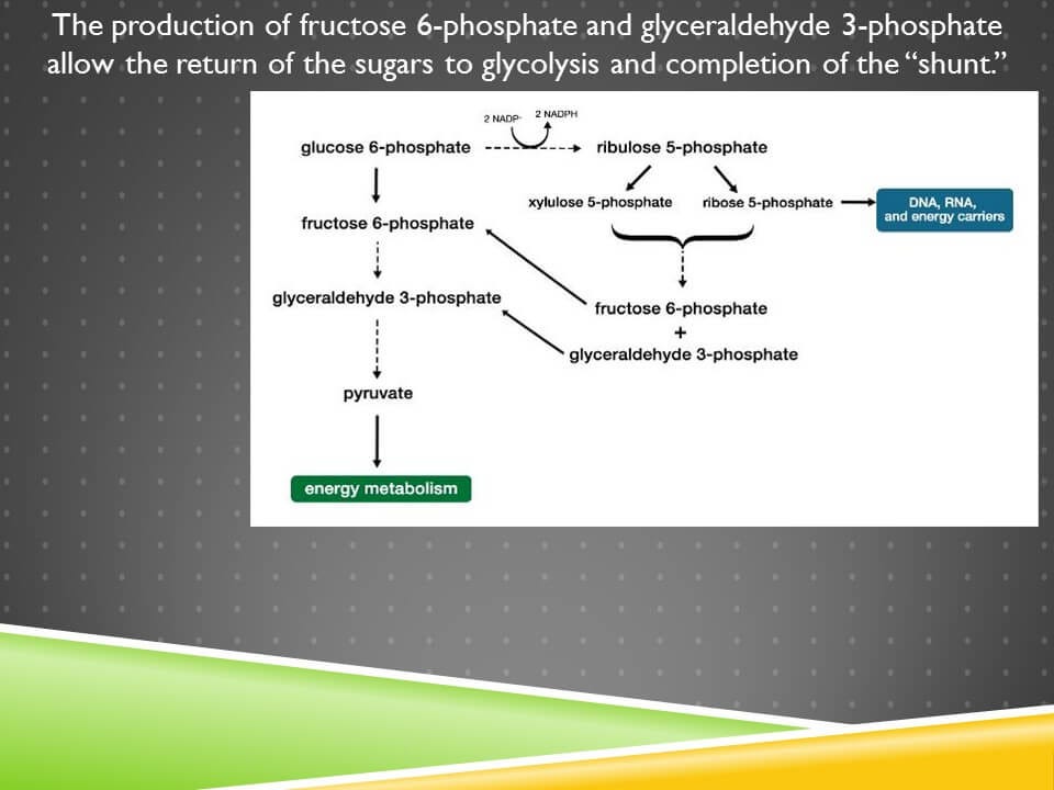 glutathione pentose phosphate pathway Pentose Phosphate Pathway on the MCAT – MedLife Mastery main image 0
