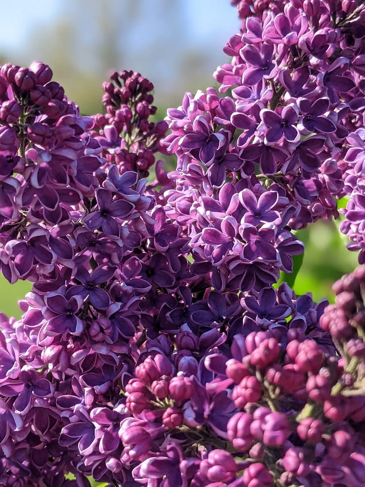Almost macro close-up of light purple lilacs; darker purple cluster of lilacs