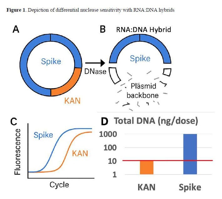 RNA-DNA hybrids survive digestion figure 1