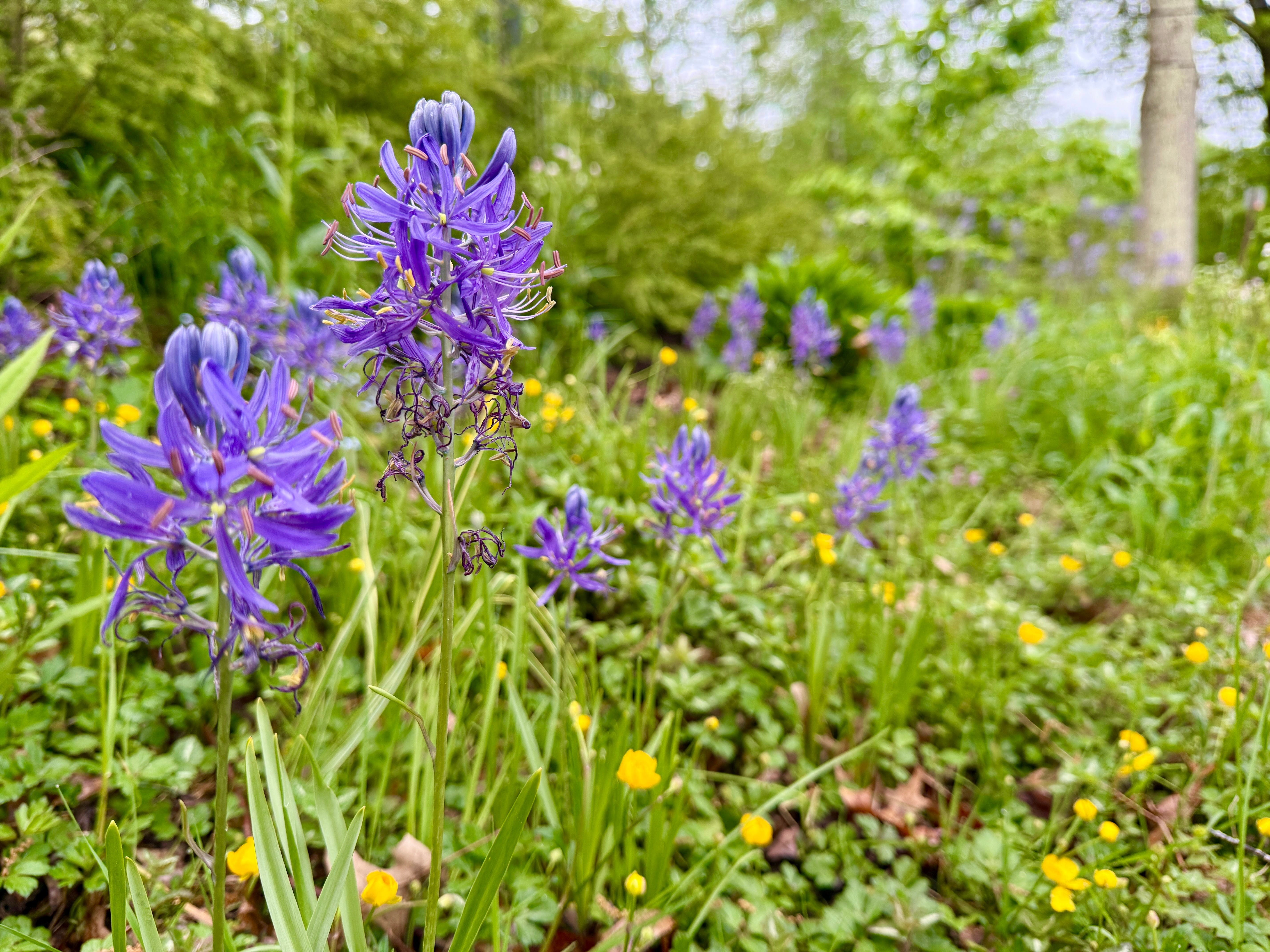 For the Love of Camassia Curb