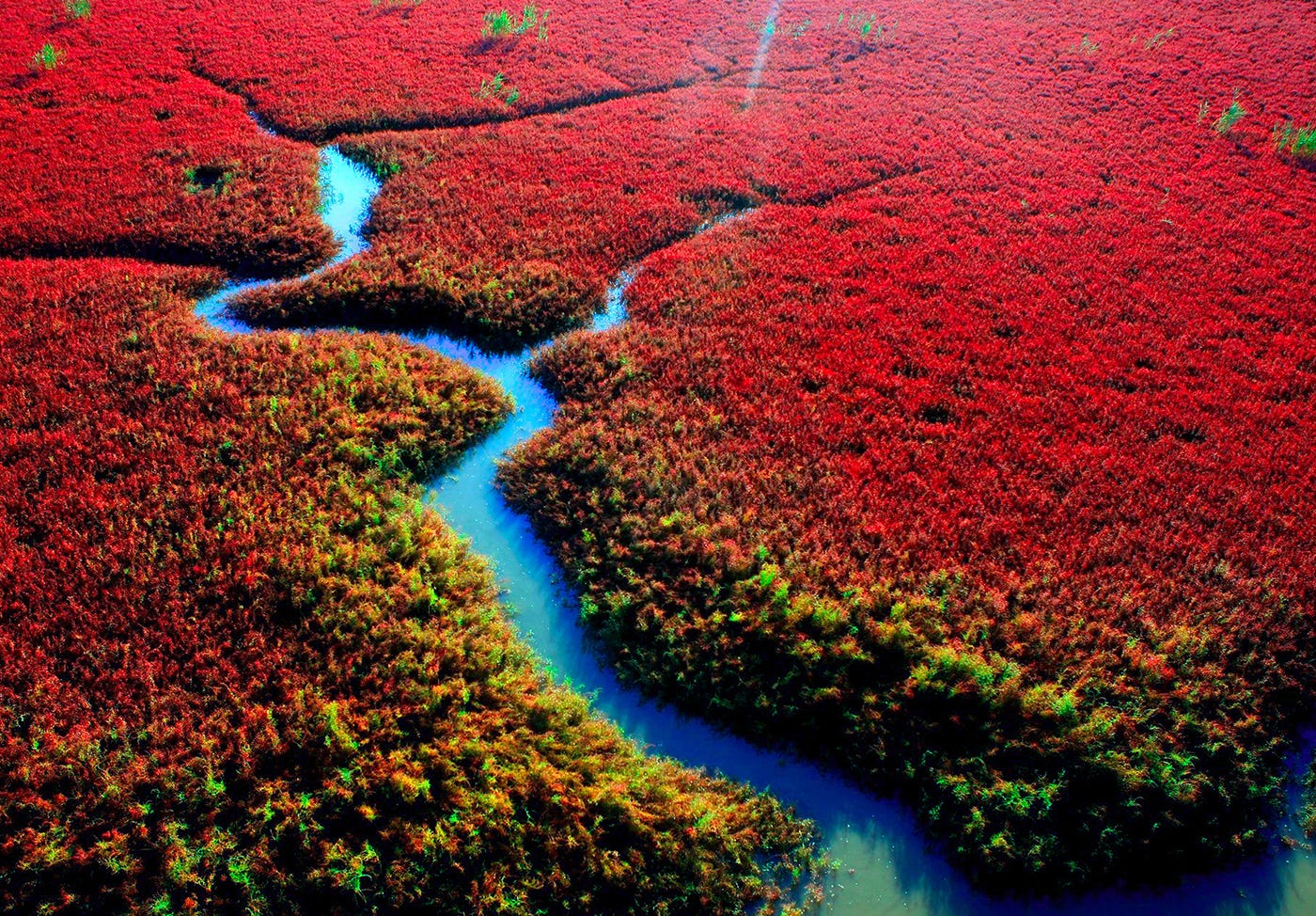 MyBestPlace - Panjin Red Beach, The Spectacular Red Beach