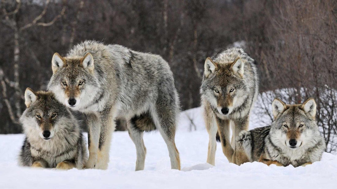 r/NatureIsFuckingLit - a group of wolves in the snow
