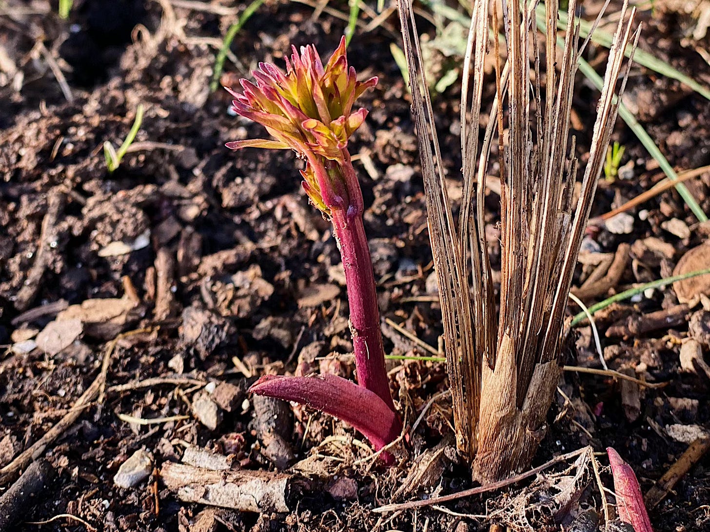 Peony sprouting