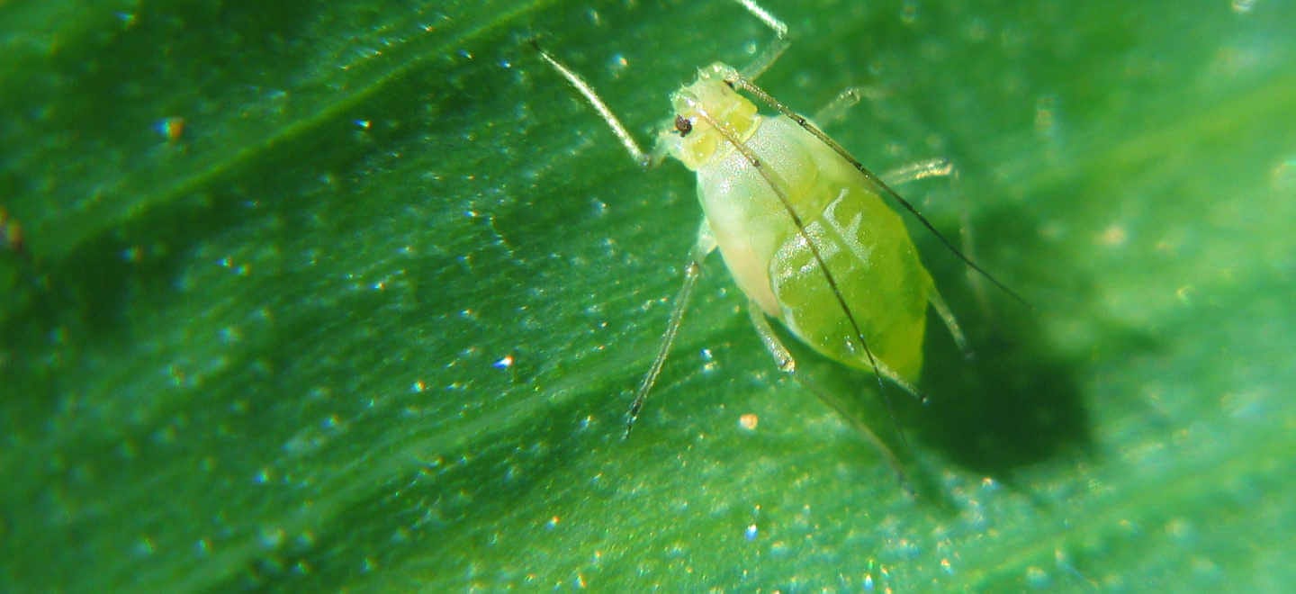 Aphid Chemical Control & Insecticide Products | MGK®