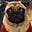 Grumble Pug's avatar