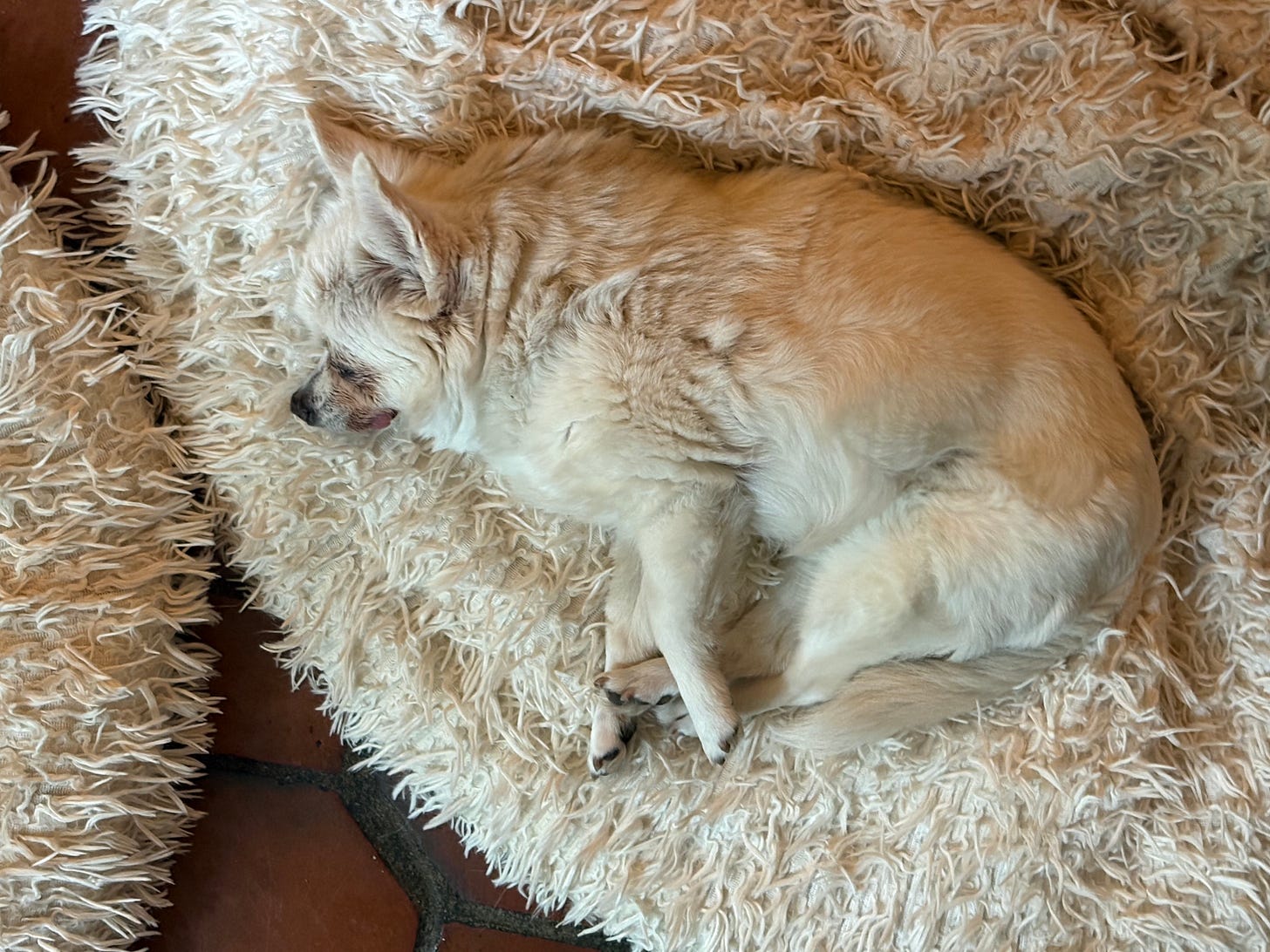 Birdie relaxing after Reiki session with Sarah Hauser
