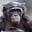 Sum monkey's avatar