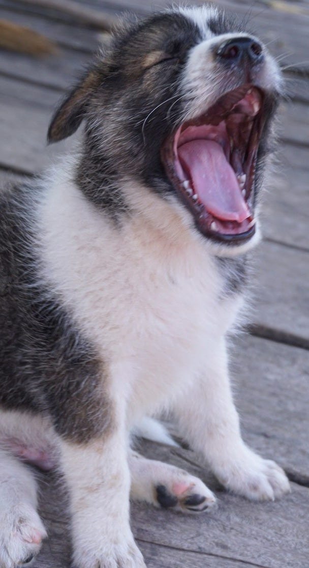 open mouth puppy open mouth puppy