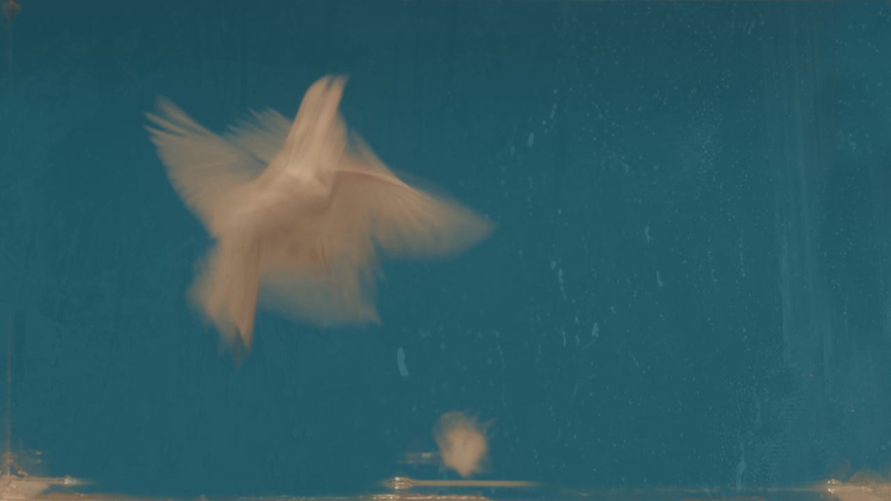 Flight | Credit Morteza Ahmadvand Flight | Credit Morteza Ahmadvand