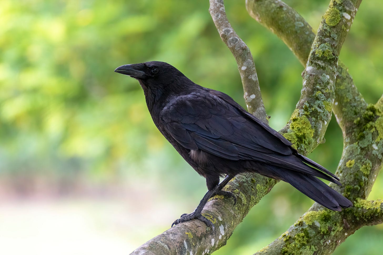 A black crow sitting on a branch. Out-of-focus green background.
