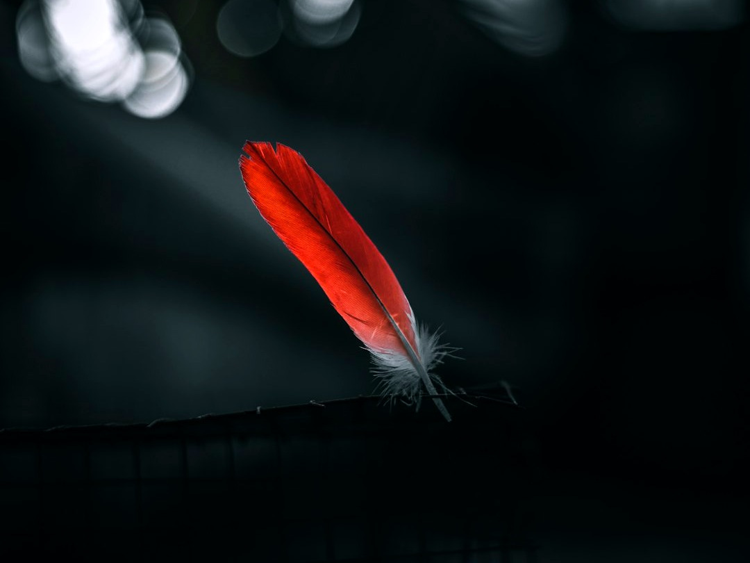 red feather on black net red feather on black net