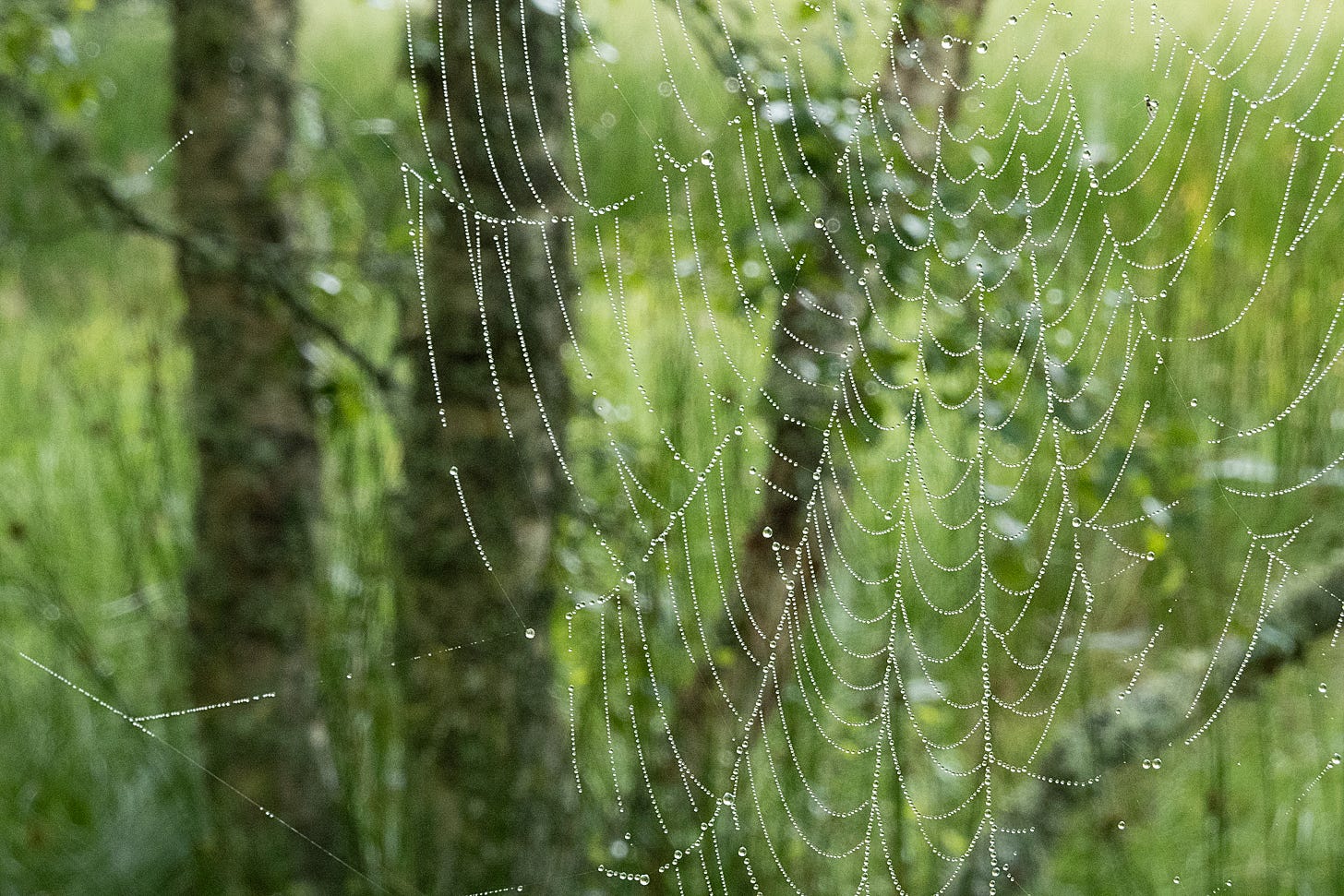 The looped threads of a spider’s web hang from birch trees and glisten with white pearls of dew against a soft focus backdrop of greenery